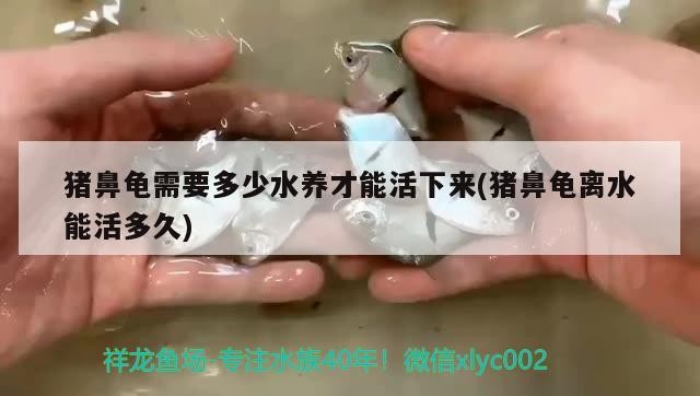 豬鼻龜需要多少水養(yǎng)才能活下來(lái)(豬鼻龜離水能活多久)