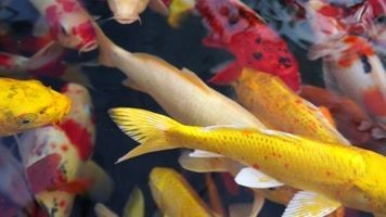 黃金龍錦鯉魚能長多大