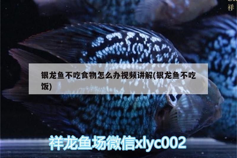 銀龍魚不吃食物怎么辦視頻講解(銀龍魚不吃飯)