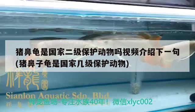 豬鼻龜是國家二級(jí)保護(hù)動(dòng)物嗎視頻介紹下一句(豬鼻子龜是國家?guī)准?jí)保護(hù)動(dòng)物)