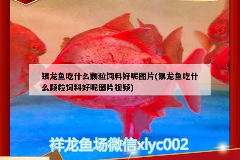 銀龍魚吃什么顆粒飼料好呢圖片(銀龍魚吃什么顆粒飼料好呢圖片視頻)