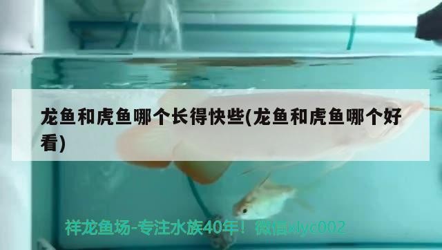 龍魚和虎魚哪個(gè)長(zhǎng)得快些(龍魚和虎魚哪個(gè)好看)