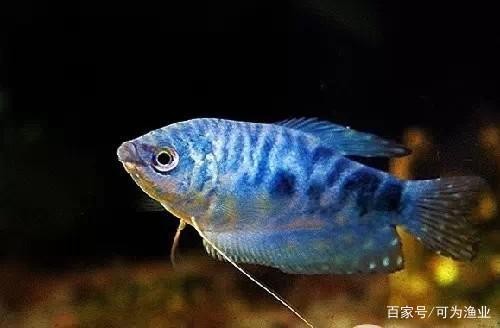 盤錦市興隆臺區亮點水族專賣店（盤錦市興隆臺區亮點水族專賣店電話號碼）