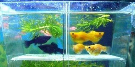 森森bobo（森森泊泊吉祥物） 森森bobo（森森泊泊吉祥物） 森森魚缸