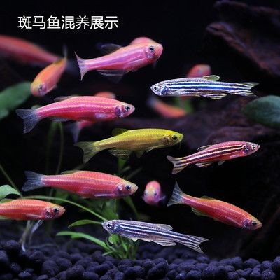 觀賞魚藍色的小魚叫什么品種（什么是藍色觀賞魚）