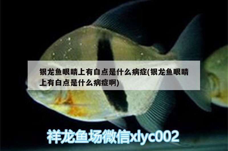 銀龍魚眼睛上有白點是什么病癥(銀龍魚眼睛上有白點是什么病癥啊)