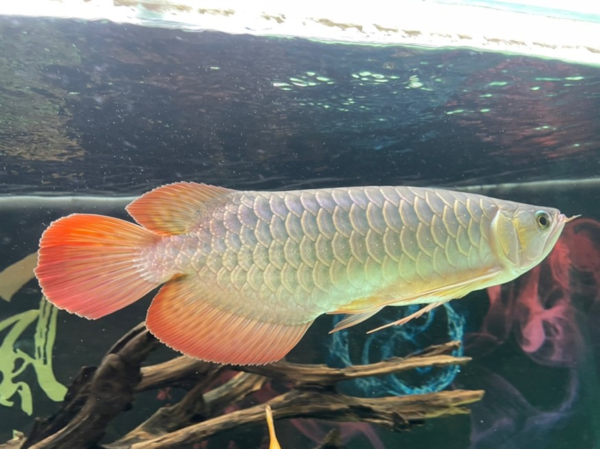龍魚尾部鱗片點狀 龍魚論壇 第1張 龍魚尾部鱗片點狀 龍魚尾部鱗片點狀 龍魚論壇 第1張