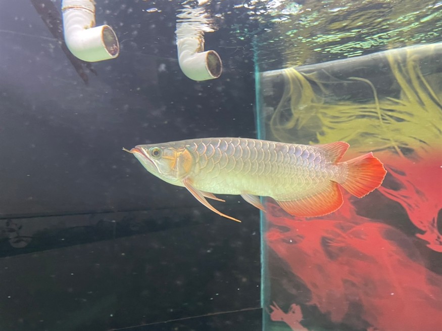 龍魚尾部鱗片點狀 龍魚論壇 第2張 龍魚尾部鱗片點狀 龍魚尾部鱗片點狀 龍魚論壇 第2張