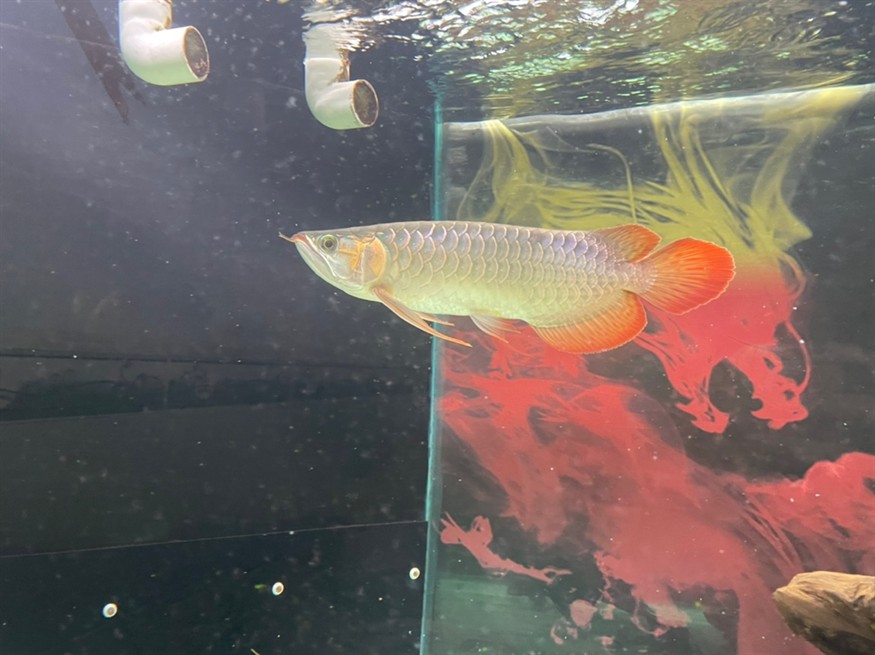 龍魚尾部鱗片點狀 龍魚論壇 第3張 龍魚尾部鱗片點狀 龍魚尾部鱗片點狀 龍魚論壇 第3張