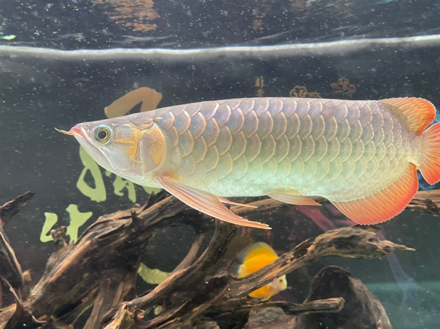 龍魚尾部鱗片點狀 龍魚論壇 第4張 龍魚尾部鱗片點狀 龍魚尾部鱗片點狀 龍魚論壇 第4張