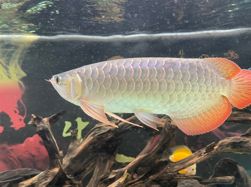 龍魚尾部鱗片點狀 龍魚論壇 第5張 龍魚尾部鱗片點狀 龍魚尾部鱗片點狀 龍魚論壇 第5張