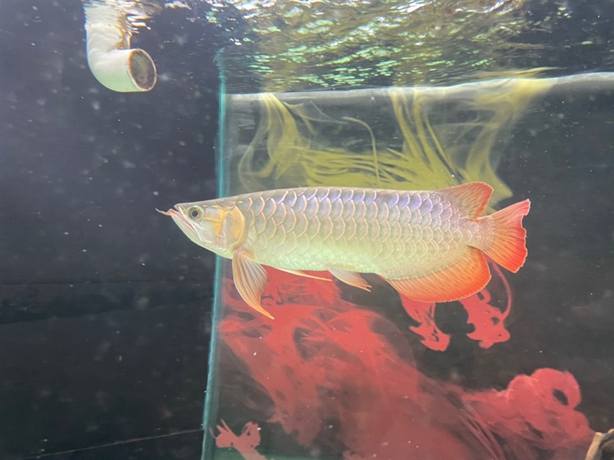 龍魚尾部鱗片點狀 龍魚論壇 第6張 龍魚尾部鱗片點狀 龍魚尾部鱗片點狀 龍魚論壇 第6張