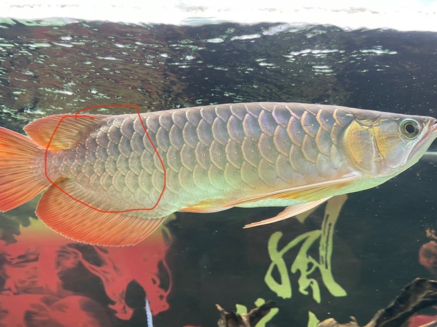 龍魚尾部鱗片點狀 龍魚論壇 第7張 龍魚尾部鱗片點狀 龍魚尾部鱗片點狀 龍魚論壇 第7張