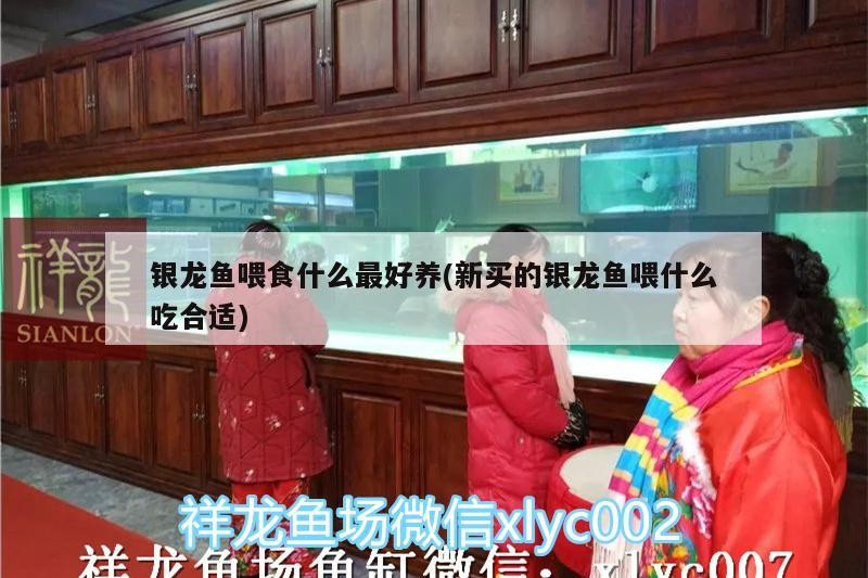 銀龍魚喂食什么最好養(新買的銀龍魚喂什么吃合適)