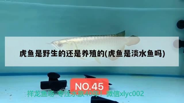 虎魚是野生的還是養殖的(虎魚是淡水魚嗎)