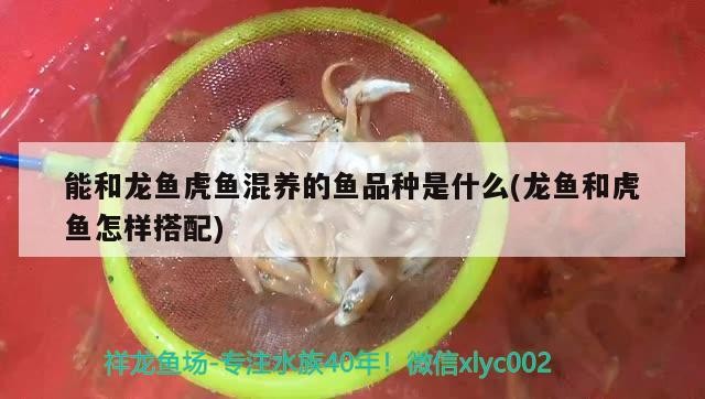 能和龍魚虎魚混養(yǎng)的魚品種是什么(龍魚和虎魚怎樣搭配)