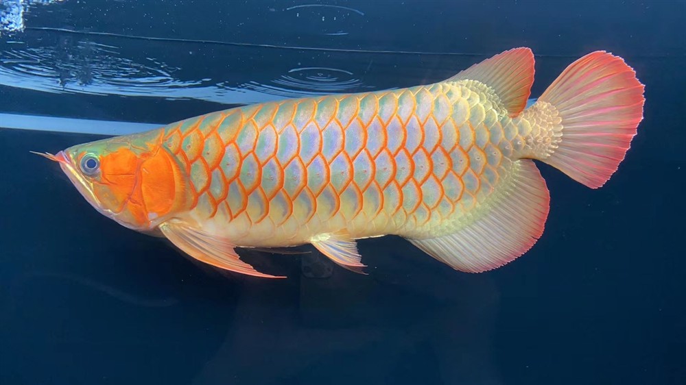 分享魚友的58厘米