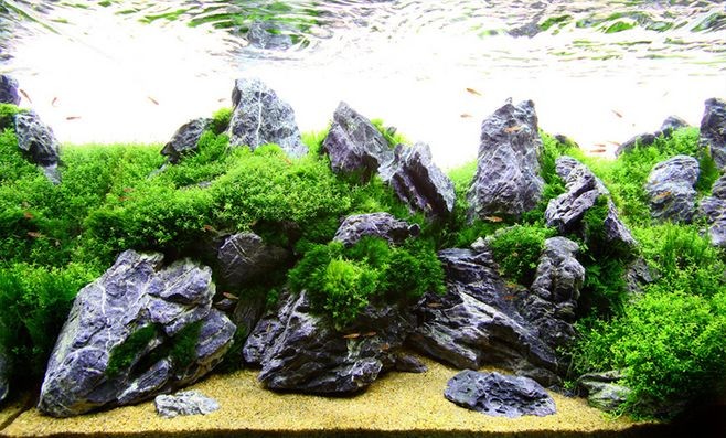 慈鯛魚(yú)缸造景石頭擺放位置：對(duì)于慈鯛魚(yú)缸造景石頭的擺放位置，以下幾個(gè)建議是非常重要的