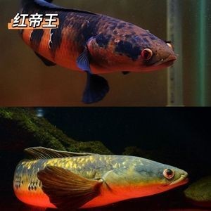 紅帝王雷龍魚苗和什么魚混養