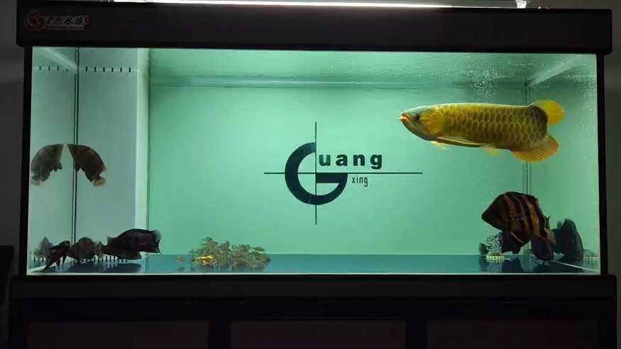 巡缸
