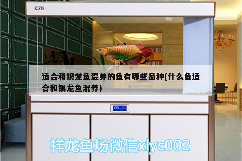 適合和銀龍魚混養(yǎng)的魚有哪些品種(什么魚適合和銀龍魚混養(yǎng))