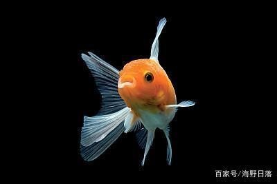 茌平縣貴怡水族館（茌平縣貴怡水族館電話）