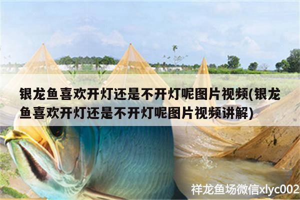銀龍魚喜歡開燈還是不開燈呢圖片視頻(銀龍魚喜歡開燈還是不開燈呢圖片視頻講解)