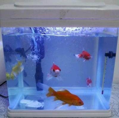 大型魚缸怎么清洗底部：如何清洗大型魚缸底部？