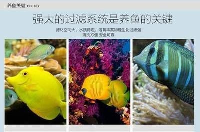 超白玻璃 魚缸 技巧視頻：如何選擇超白玻璃魚缸
