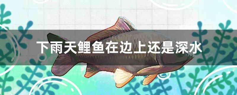 下雨天鯉魚在邊上還是深水