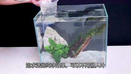 斗魚缸放什么造景石：如何選擇合適的斗魚缸造景石