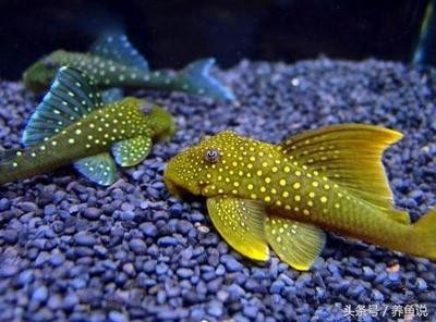六安市金安區(qū)恒達水族館（六安市金安區(qū)恒達水族館電話）