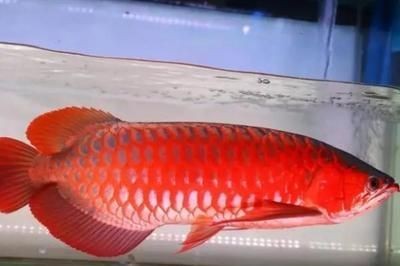 紅龍魚好不好養_