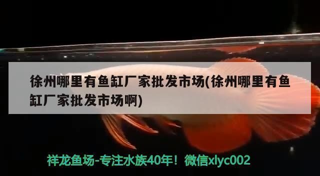 徐州哪里有魚缸廠家批發(fā)市場(徐州哪里有魚缸廠家批發(fā)市場啊)
