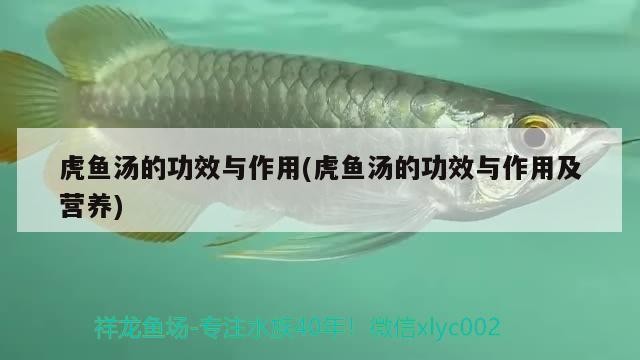 虎魚湯的功效與作用(虎魚湯的功效與作用及營養)