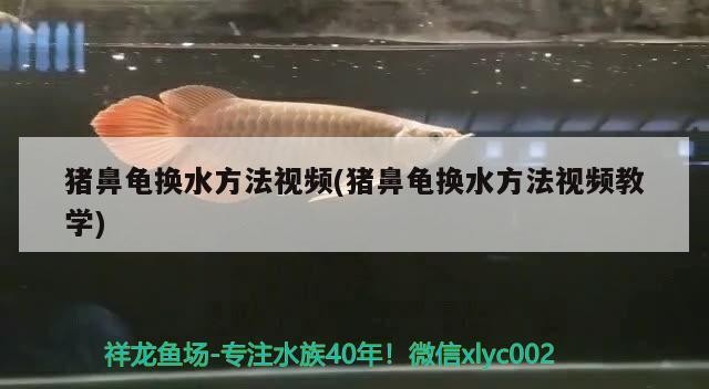 豬鼻龜換水方法視頻(豬鼻龜換水方法視頻教學)