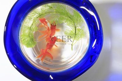 大型圓形魚缸制作視頻：圓形魚缸造景的注意事項
