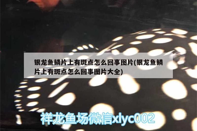 銀龍魚鱗片上有斑點怎么回事圖片(銀龍魚鱗片上有斑點怎么回事圖片大全)