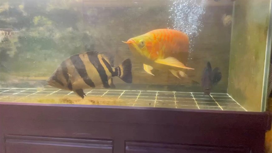 打架鍛煉身體