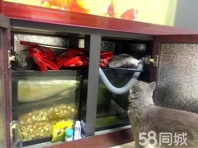 大魚缸搬家是怎么運用的：大魚缸搬家注意事項和注意事項和注意事項和注意事項