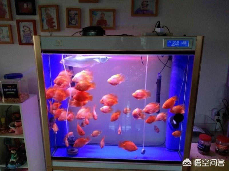 邊包底魚缸：邊包底和底包邊的區別