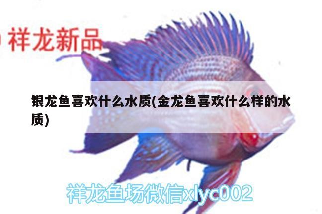 銀龍魚喜歡什么水質(金龍魚喜歡什么樣的水質)
