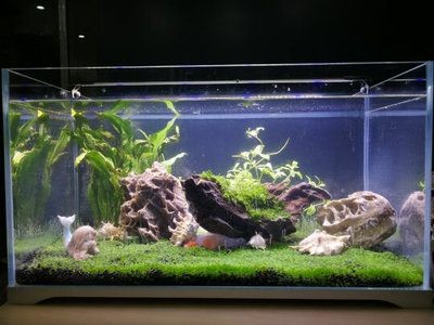 超白缸魚缸怎么選：超白玻璃魚缸怎么選？