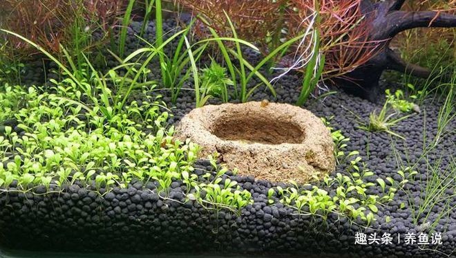 大魚缸水草泥怎么鋪好：大魚缸水草泥鋪設方法和注意事項和注意事項