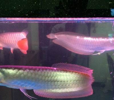 西安市碑林區家趣水族館（西安市碑林區家趣水族館地址）