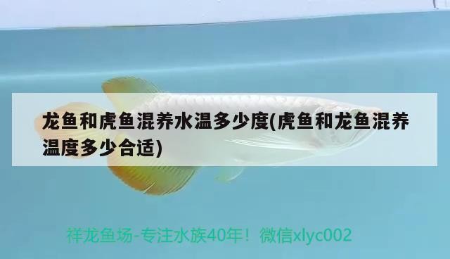 龍魚和虎魚混養水溫多少度(虎魚和龍魚混養溫度多少合適)