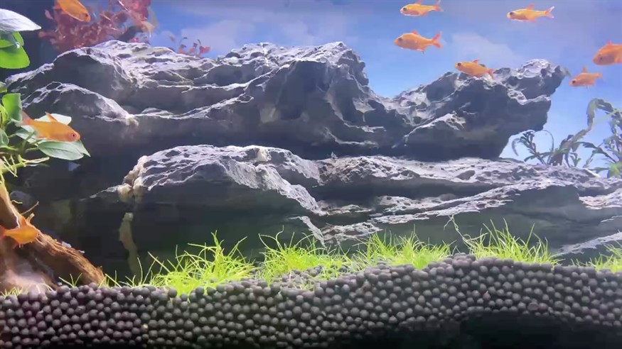 甜心檸檬燈魚日記