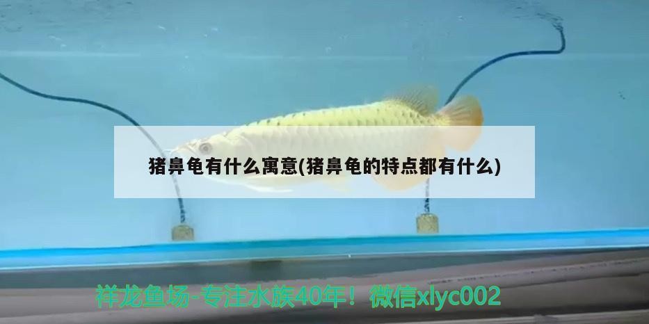 豬鼻龜有什么寓意(豬鼻龜的特點都有什么)