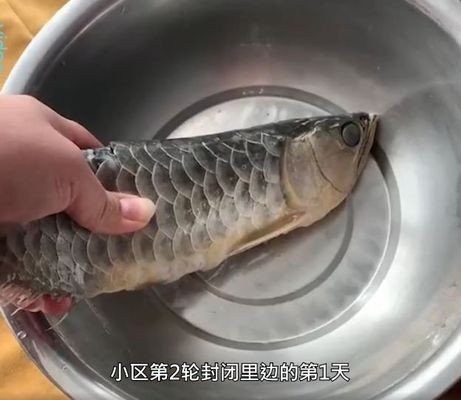 血紅龍魚多少錢一條啊視頻（血紅龍魚多少錢一條啊視頻講解）