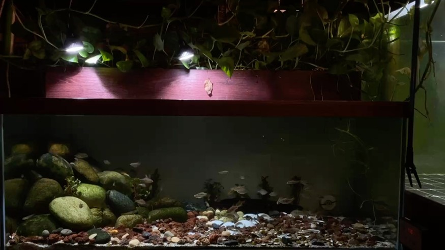 安靜看魚也是一種享受
